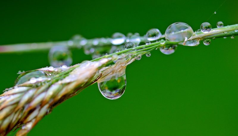 Goutte d'eau pure sur une brindille à venir déguster à l'artichaut galerie coffee shop de nantes